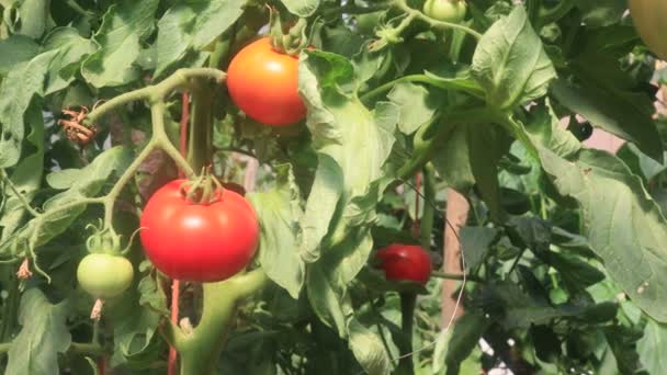 Pomidory Owocami Szklarni — Wideo stockowe