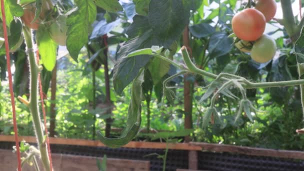 Tomatplantor Med Frukter Växthuset — Stockvideo