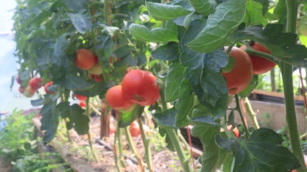 Plantas Tomate Com Frutas Estufa — Vídeo de Stock