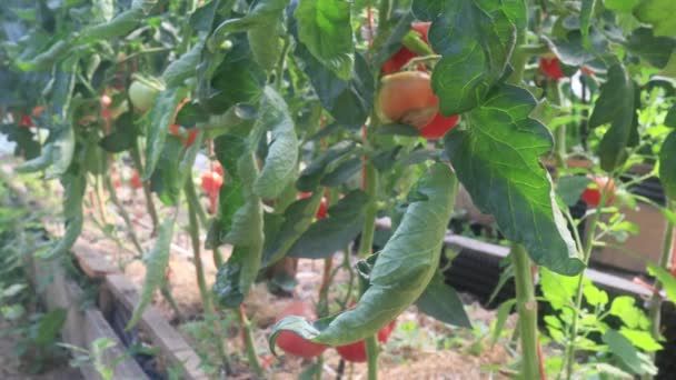 Plantas Tomate Com Frutas Estufa — Vídeo de Stock