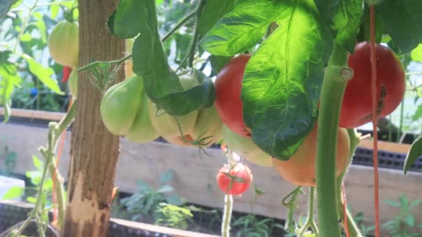Rajčata Rostliny Ovocem Skleníku — Stock video