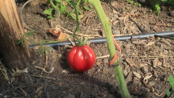 Colheita Tomates Estufa Cena Agrícola — Vídeo de Stock