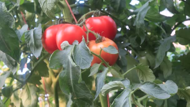 Plockning Tomater Från Växthuset Odlingsplats — Stockvideo