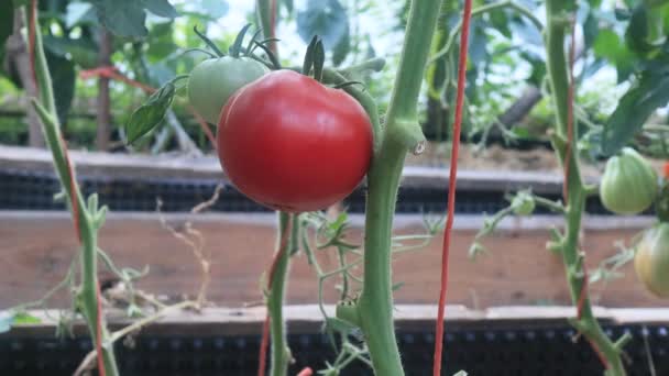 Zbieranie Pomidorów Szklarni Scena Rolnicza — Wideo stockowe
