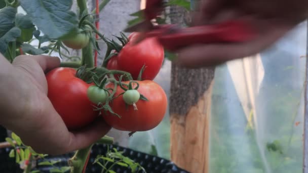 Plockning Tomater Från Växthuset Odlingsplats — Stockvideo