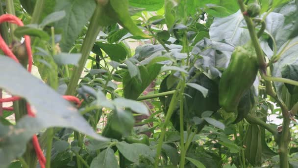 Pepparväxter Det Lilla Hemgjorda Växthuset — Stockvideo