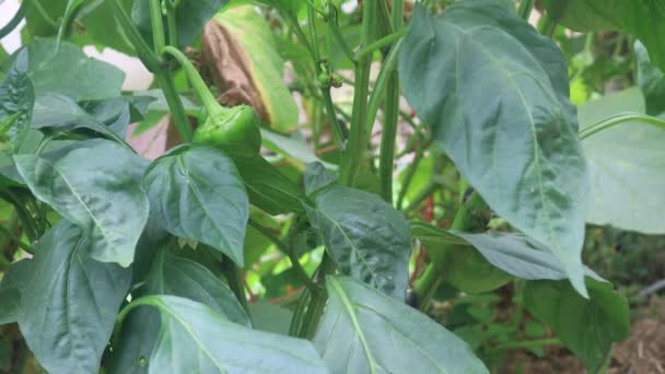 Pepper Plants Small Homemade Greenhouse — Stock Video