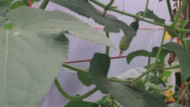 Komkommerplanten Een Kleine Zelfgemaakte Kas — Stockvideo