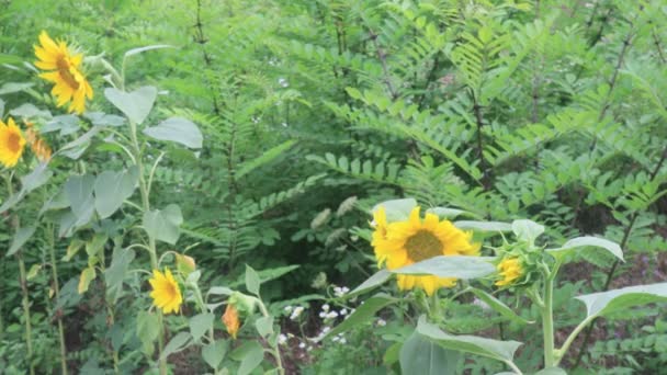 Όμορφα Ηλιοτρόπια Στον Κήπο Φύση Φόντο — Αρχείο Βίντεο