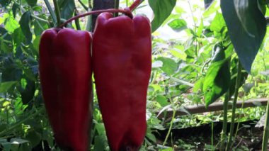 Serada meyveli biber bitkisi, hasat sahnesi geçmişi.