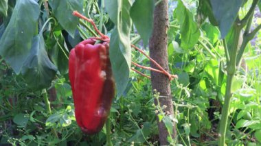 Serada meyveli biber bitkisi, hasat sahnesi geçmişi.