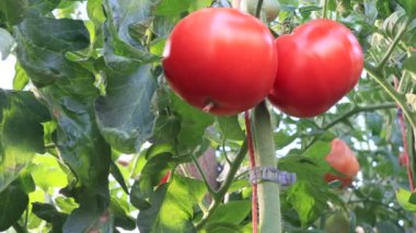 Bahçede meyveli domatesler, yakın plan.