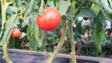 Bahçede meyveli domatesler, yakın plan.