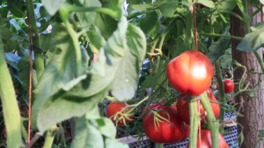 Bahçede meyveli domatesler, yakın plan.