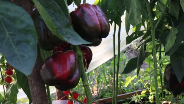 Planta Pimienta Con Frutas Invernadero Fondo Escena Cosecha — Vídeos de Stock