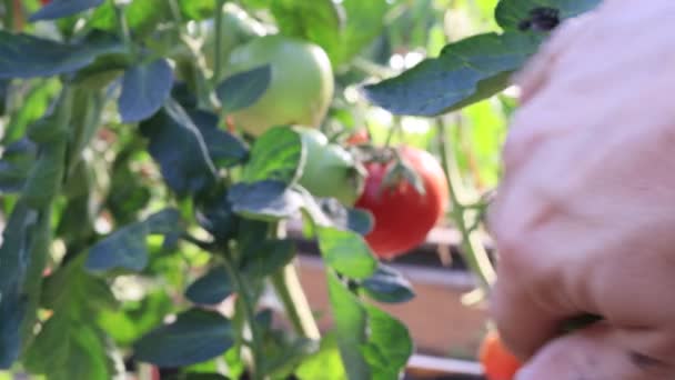 Rajčata Rostliny Ovocem Zahradě Zavřít — Stock video