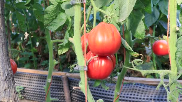 Tomatplantor Med Frukt Trädgården Närbild — Stockvideo