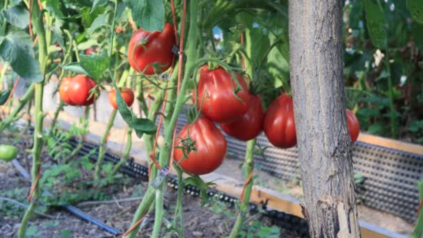 Tomates Plantas Con Frutas Jardín Cerca — Vídeos de Stock