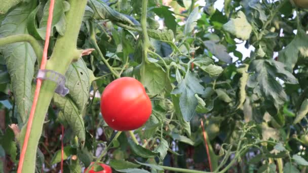 Tomatplantor Med Frukt Trädgården Närbild — Stockvideo