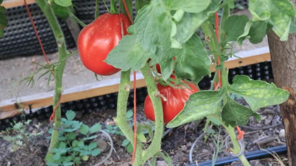 Tomates Plantas Con Frutas Jardín Casero Escena Agricultura — Vídeos de Stock