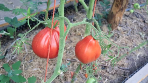 自家製庭園の果物を使ったトマト植物 農業シーン — ストック動画