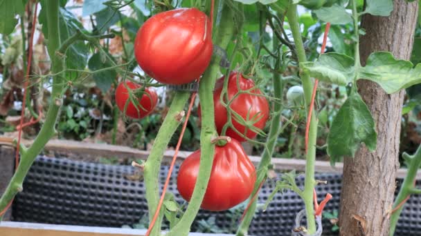 Tomates Plantas Con Frutas Jardín Casero Escena Agricultura — Vídeos de Stock