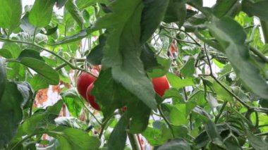 Seradaki domatesler, sebze yetiştirme sahnesi.