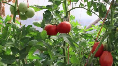 Seradaki domatesler, sebze yetiştirme sahnesi.