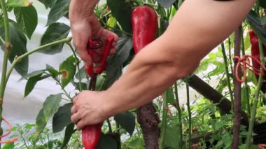 Biber bitkileri, bahçede hasat sahnesi.