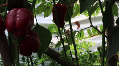 Biber bitkileri, bahçede hasat sahnesi.