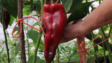 Biber bitkileri, bahçede hasat sahnesi.