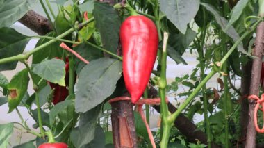 Biber bitkileri, bahçede hasat sahnesi.