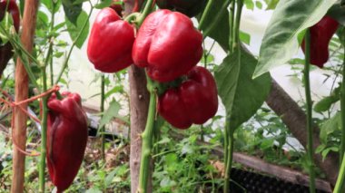 Biber bitkileri, bahçede hasat sahnesi.