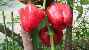 Biber bitkileri, bahçede hasat sahnesi.