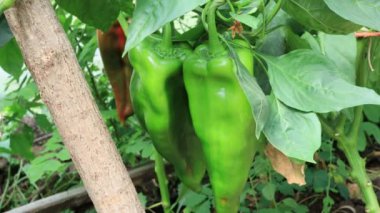 Biber bitkileri, bahçede hasat sahnesi.