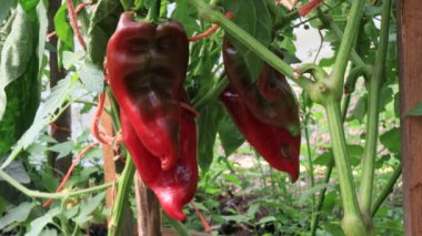 Biber bitkileri, bahçede hasat sahnesi.