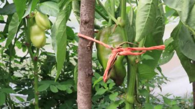 Biber bitkileri, bahçede hasat sahnesi.