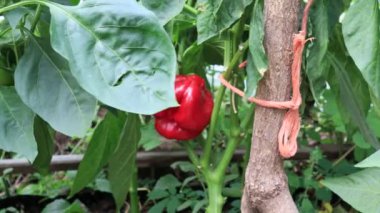 Biber bitkileri, bahçede hasat sahnesi.