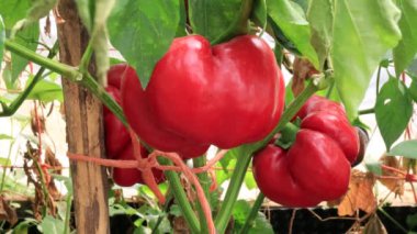 Biber bitkileri, bahçede hasat sahnesi.