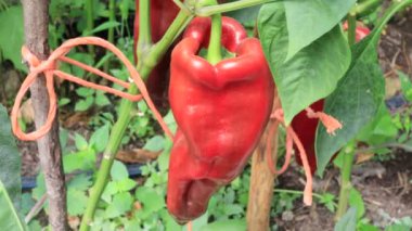 Biber bitkileri, bahçede hasat sahnesi.