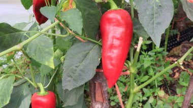 Biber bitkileri, bahçede hasat sahnesi.