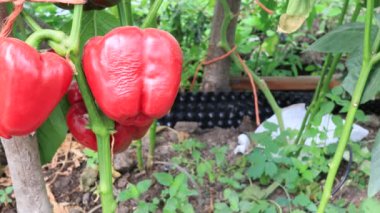 Biber bitkileri, bahçede hasat sahnesi.