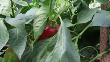 Biber bitkileri, bahçede hasat sahnesi.