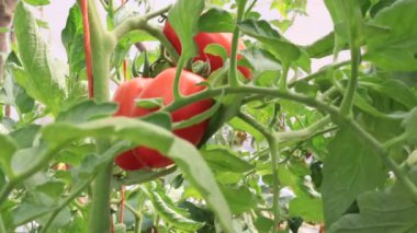 Seradaki domatesler, sebze yetiştirme sahnesi.