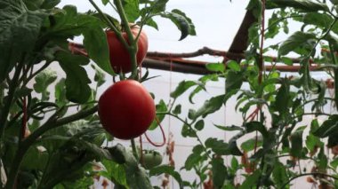 Seradaki domatesler, sebze yetiştirme sahnesi.