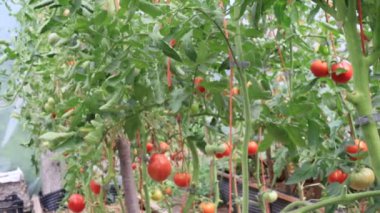 Seradaki domatesler, sebze yetiştirme sahnesi.