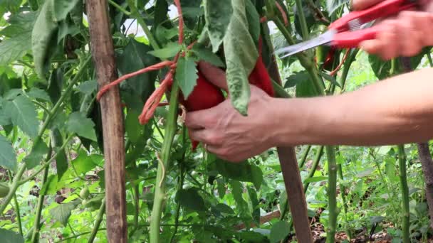 Peppar Växter Skörd Scen Bakgrund Trädgården — Stockvideo