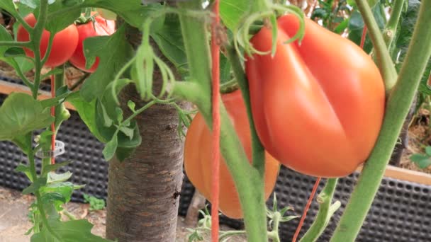 Ντομάτες Στο Φόντο Του Θερμοκηπίου Καλλιέργεια Λαχανικών — Αρχείο Βίντεο