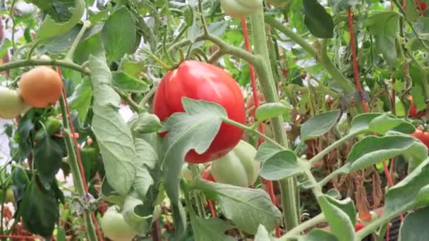 Tomates Invernadero Fondo Escena Cultivo Verduras — Vídeo de stock
