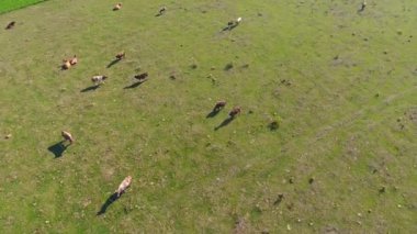 İneklerle hava sahnesi, yaz zamanı, doğa çiftliği sahnesi.